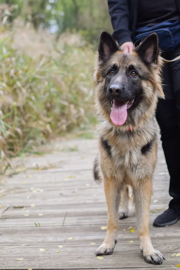 Pies do adopcji, Sosnowiec, 26 lipca 2025 (3/4)