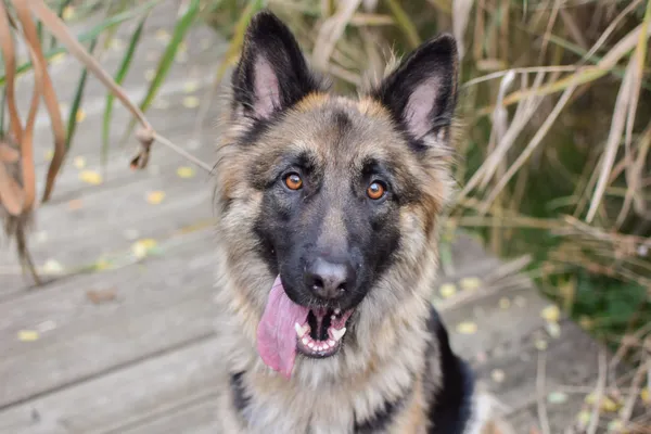 Pies do adopcji, Sosnowiec, 26 lipca 2025 (4/4)