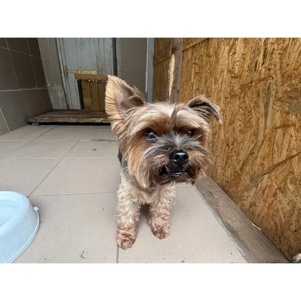 Znaleziono psa, Białystok, 26 lipca 2025