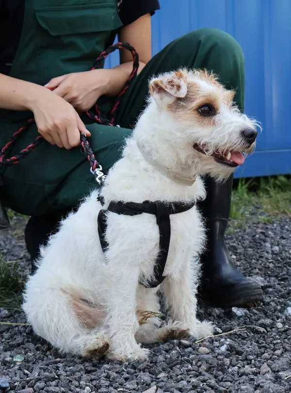 Znaleziono psa, Łódź, 25 lipca 2025 (1/3)