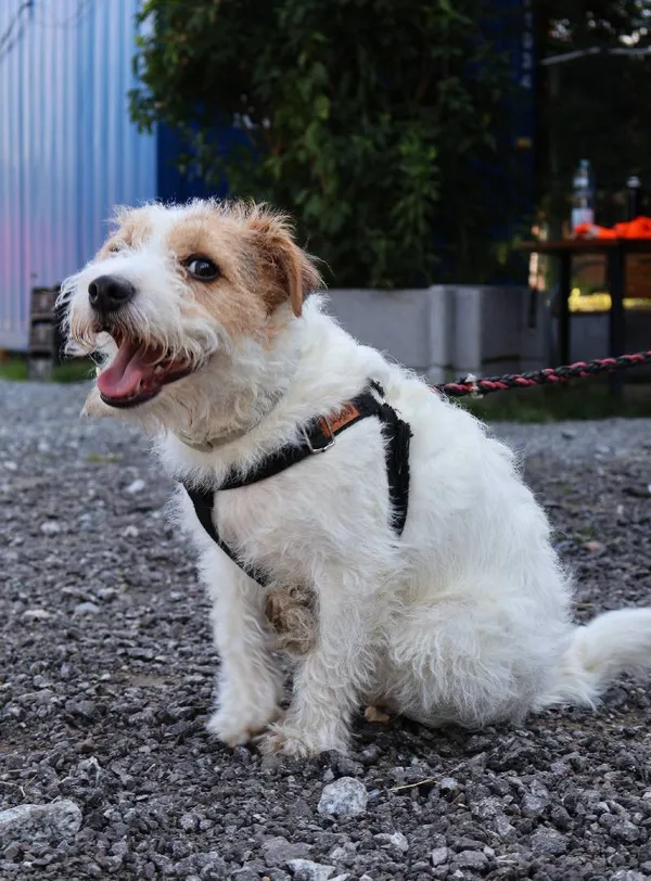 Znaleziono psa, Łódź, 25 lipca 2025 (3/3)