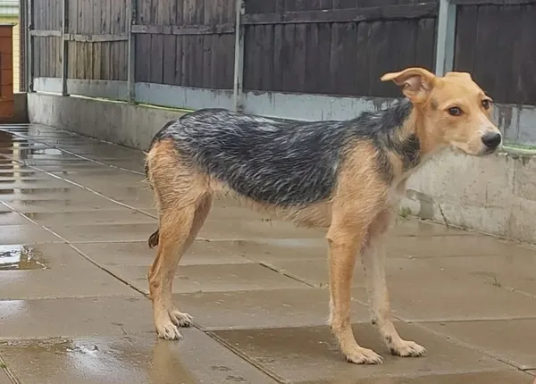 Znaleziono psa, Gdańsk, 26 lipca 2025