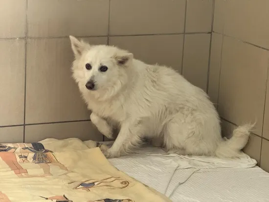 Pies do adopcji, Kraków, 12 lipca 2025