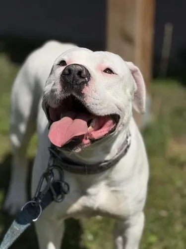 Pies do adopcji, Kraków, 12 lipca 2025 (1/5)