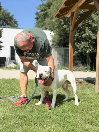 Pies do adopcji, Kraków, 12 lipca 2025 (4/5)