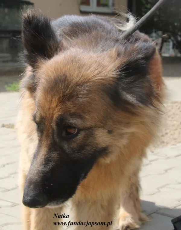 Pies do adopcji, Nowy Dwór Mazowiecki, 26 lipca 2025 (1/5)