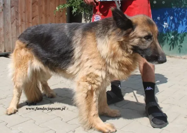 Pies do adopcji, Nowy Dwór Mazowiecki, 26 lipca 2025 (5/5)
