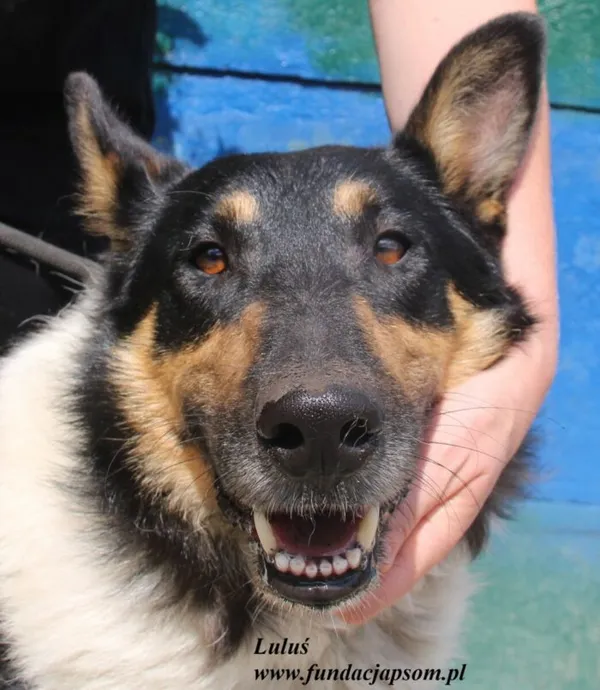 Pies do adopcji, Nowy Dwór Mazowiecki, 26 lipca 2025 (2/5)