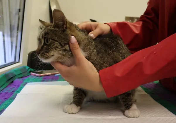 Znaleziono kota, Łódź, 27 lipca 2025 (1/2)