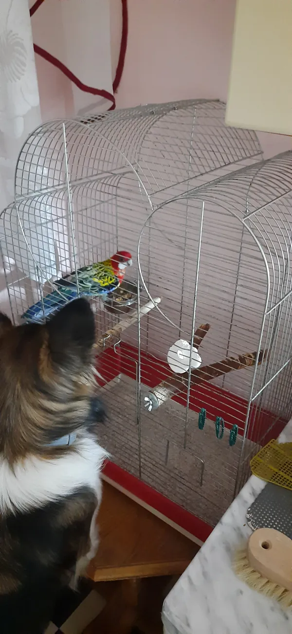 Zagineło zwierzę, Bytom, Miechowice, 27 lipca 2025