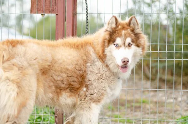 Oddam psa, Gdańsk, Orunia - Święty Wojciech - Lipce, 27 lipca 2025 (4/5)