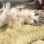 Kot do adopcji