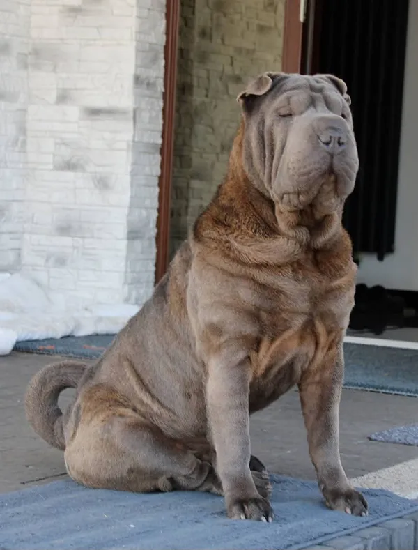 Zaginął pies, Góry, 27 lipca 2025 (1/2)