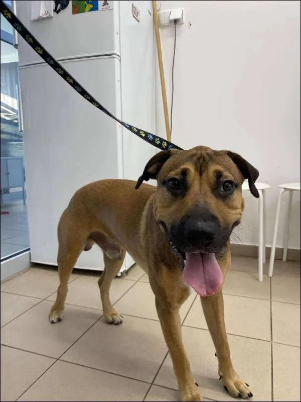 Znaleziono psa, Grudziądz, 26 lipca 2025