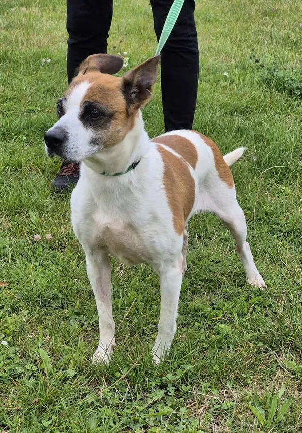 Znaleziono psa, Lublin, 26 lipca 2025