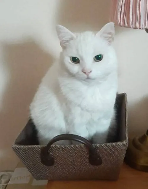 Zaginął kot, Łódź, 27 lipca 2025