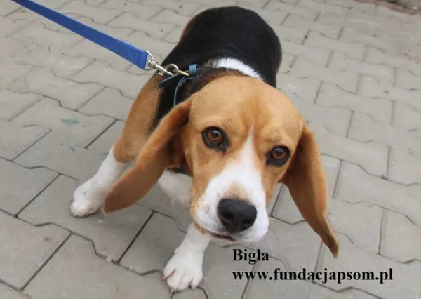 Pies do adopcji, Nowy Dwór Mazowiecki, 27 lipca 2025 (1/4)