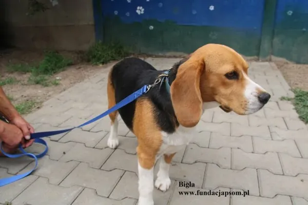 Pies do adopcji, Nowy Dwór Mazowiecki, 27 lipca 2025 (2/4)