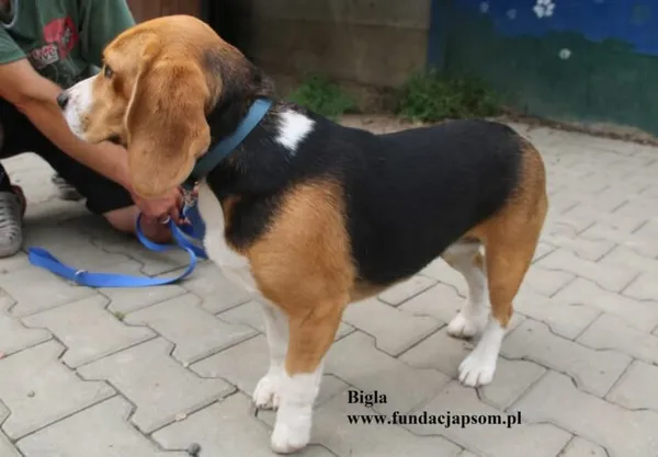 Pies do adopcji, Nowy Dwór Mazowiecki, 27 lipca 2025 (3/4)