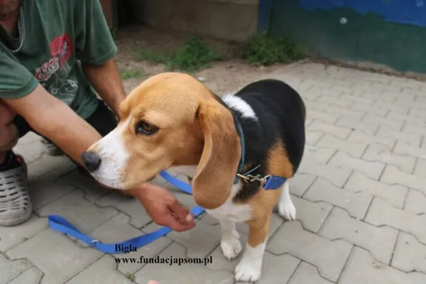 Pies do adopcji, Nowy Dwór Mazowiecki, 27 lipca 2025 (4/4)