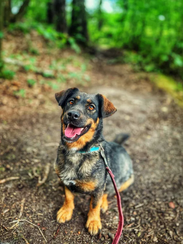 Pies do adopcji, Dłużyna Górna, 28 lipca 2025 (2/5)