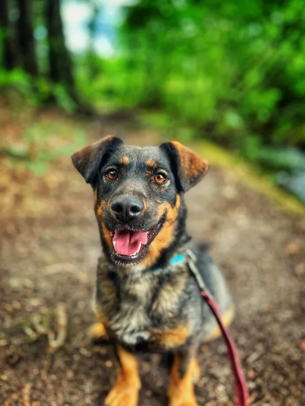 Pies do adopcji, Dłużyna Górna, 28 lipca 2025 (5/5)