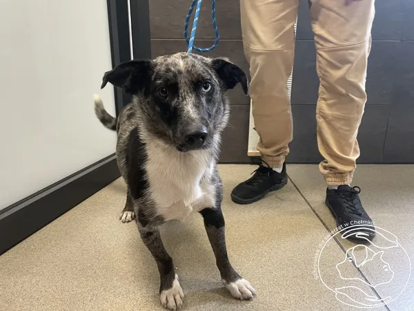 Znaleziono psa, Chełmek, 28 lipca 2025