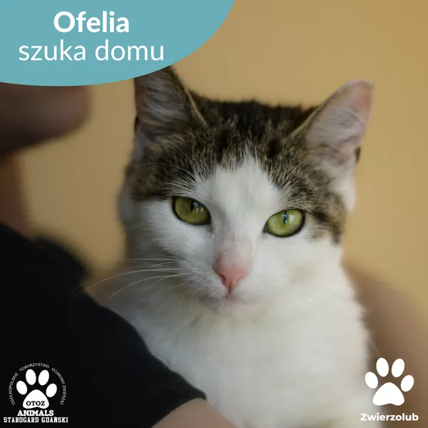 Kot do adopcji, Starogard Gdański, 28 lipca 2025 (1/4)