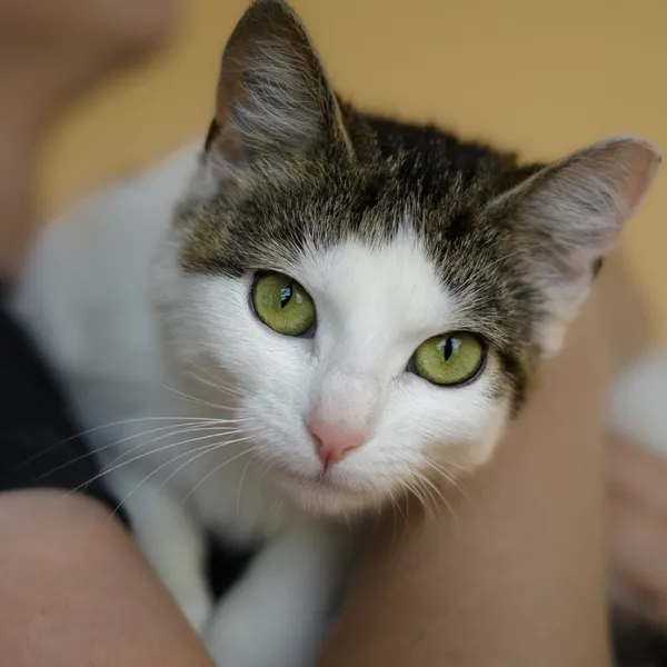 Kot do adopcji, Starogard Gdański, 28 lipca 2025 (2/4)