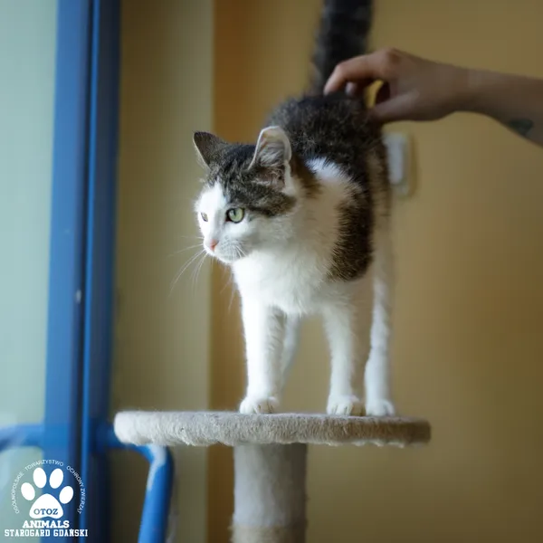Kot do adopcji, Starogard Gdański, 28 lipca 2025 (3/4)