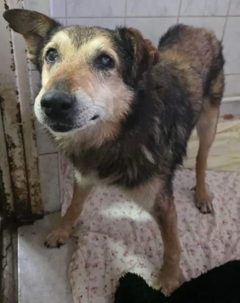 Znaleziono psa, Radom, 28 lipca 2025