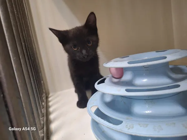 Kot do adopcji, Orzechowce, 28 lipca 2025 (2/3)