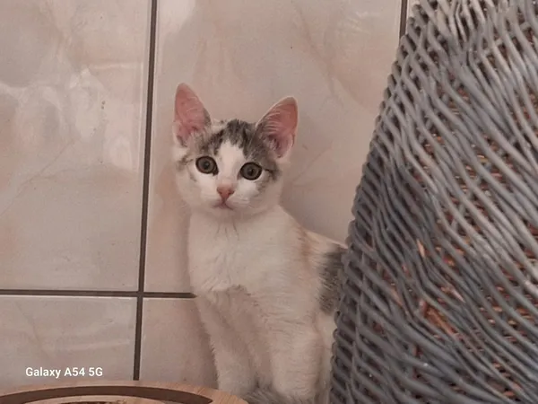 Kot do adopcji, Orzechowce, 26 lipca 2025 (1/2)