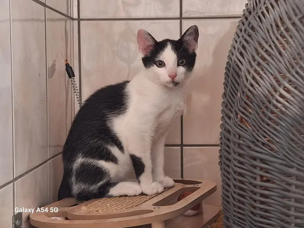 Kot do adopcji, Orzechowce, 26 lipca 2025