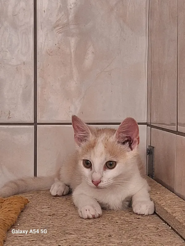 Kot do adopcji, Orzechowce, 26 lipca 2025 (3/3)