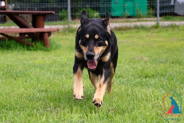 Pies do adopcji, Grudziądz, 16 lipca 2025 (2/5)