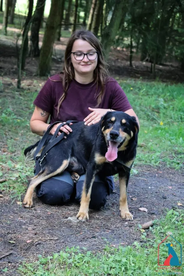 Pies do adopcji, Grudziądz, 16 lipca 2025 (3/5)