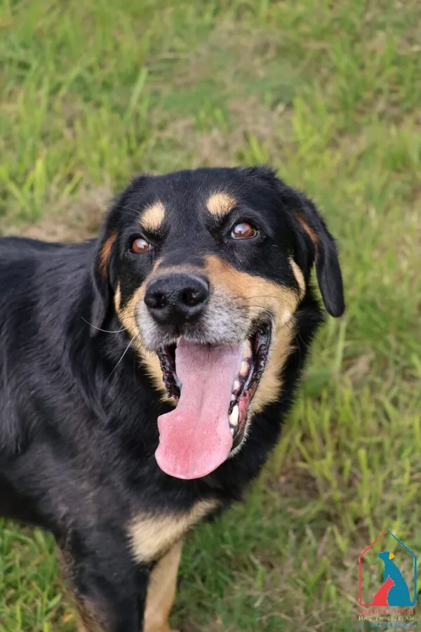 Pies do adopcji, Grudziądz, 16 lipca 2025 (4/5)