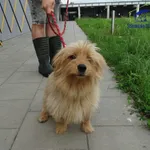 Znaleziono psa