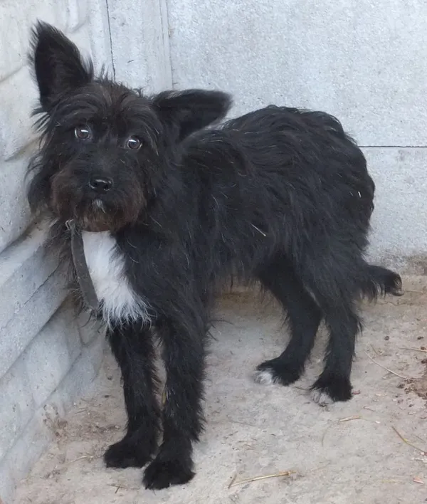 Znaleziono psa, Nowa Krępa, 16 lipca 2025