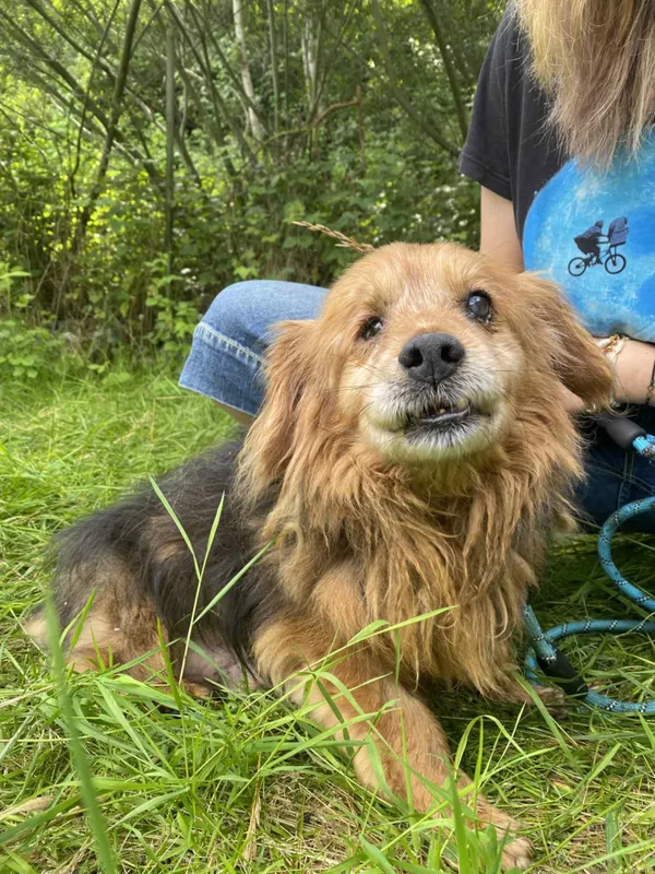 Znaleziono psa, Żywiec, 28 lipca 2025 (1/5)