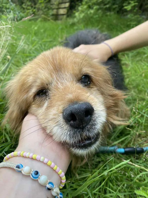 Znaleziono psa, Żywiec, 28 lipca 2025 (3/5)