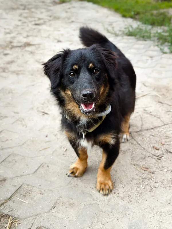 Pies do adopcji, Korabiewice, 28 lipca 2025 (2/5)