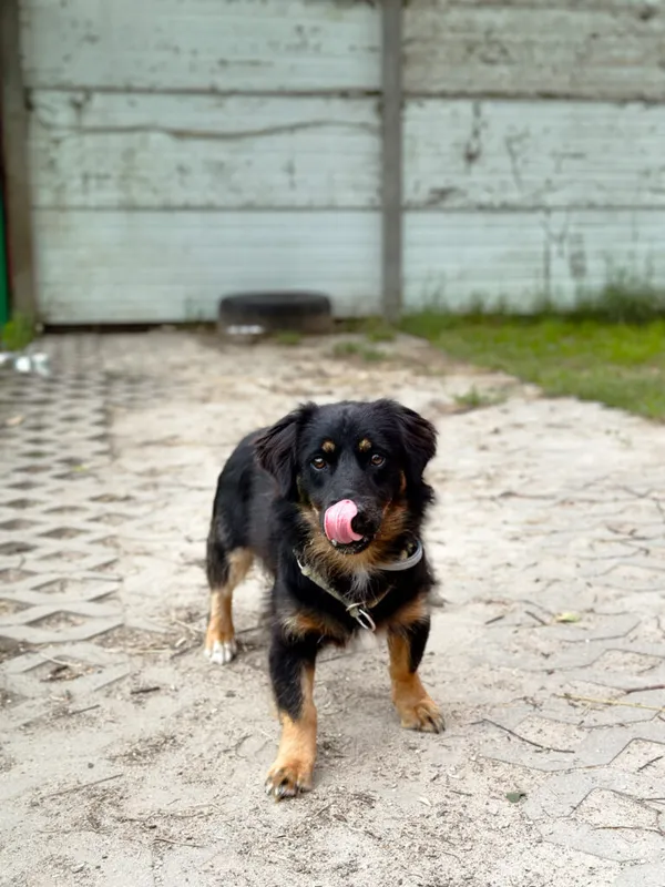 Pies do adopcji, Korabiewice, 28 lipca 2025 (3/5)