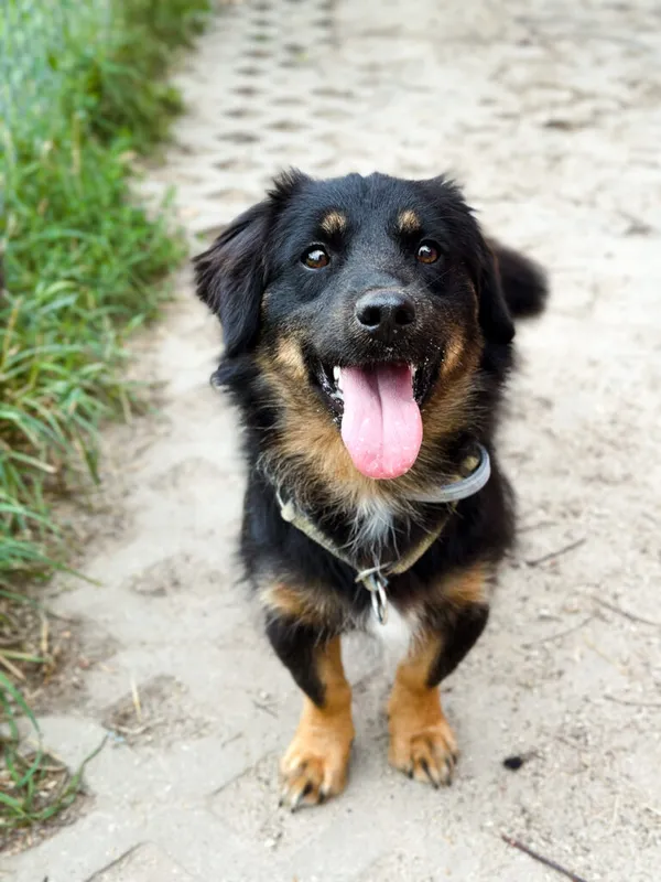 Pies do adopcji, Korabiewice, 28 lipca 2025 (4/5)