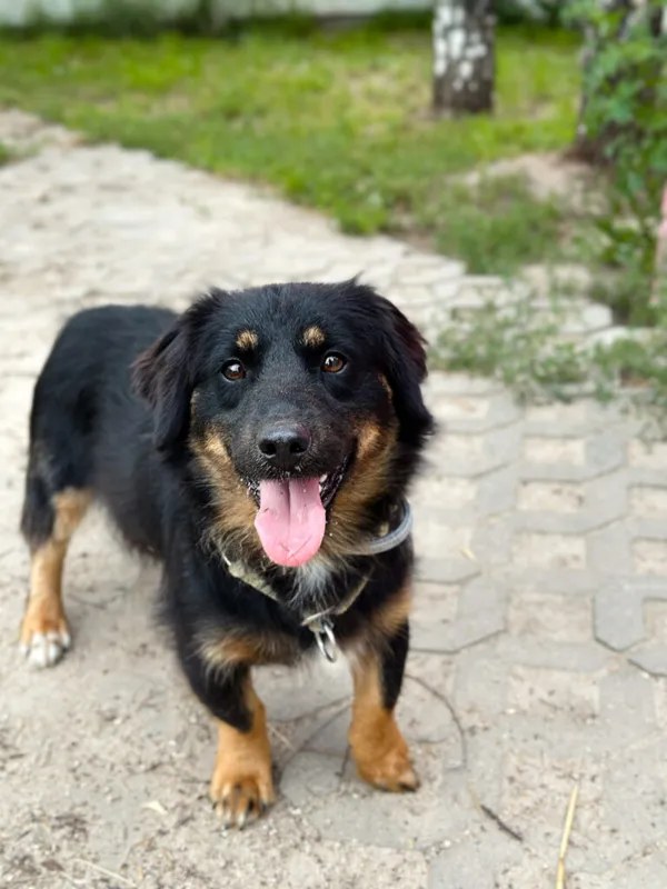 Pies do adopcji, Korabiewice, 28 lipca 2025 (5/5)