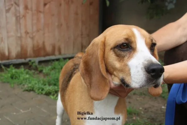 Pies do adopcji, Nowy Dwór Mazowiecki, 28 lipca 2025 (1/5)