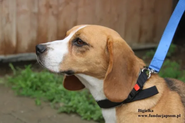 Pies do adopcji, Nowy Dwór Mazowiecki, 28 lipca 2025 (2/5)