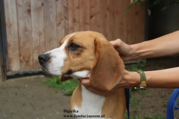 Pies do adopcji, Nowy Dwór Mazowiecki, 28 lipca 2025 (3/5)