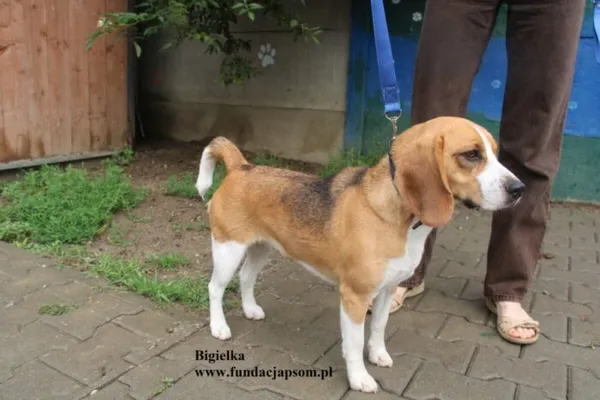Pies do adopcji, Nowy Dwór Mazowiecki, 28 lipca 2025 (4/5)